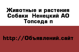 Животные и растения Собаки. Ненецкий АО,Топседа п.